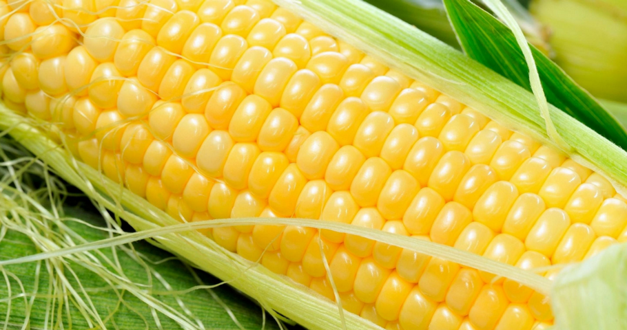 Cosechan el primer lote de maíz híbrido no transgénico cultivado en Colonia Caroya